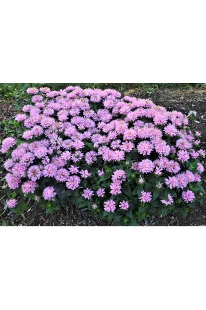 Monarda didyma Пінк Фростінг у період цвітіння